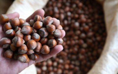 Rekabet Kurumu'ndan Ferrero çıkışı: Türkiye üzerinden prestij devşirilemez