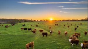 Şap hastalığı kontrol altına alındı