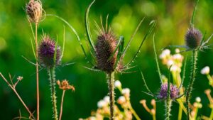 Şiş mideyi indiriyor: Kuru bağırsakları çalıştırıyor