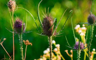 Şiş mideyi indiriyor: Kuru bağırsakları çalıştırıyor