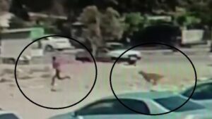 Sokak köpekleri dehşet saçtı: Küçük çocuğu kovaladılar