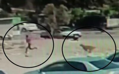 Sokak köpekleri dehşet saçtı: Küçük çocuğu kovaladılar