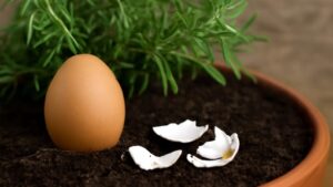 Sonbaharda bitkileri yenileyen yumurtalı yöntem!