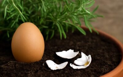 Sonbaharda bitkileri yenileyen yumurtalı yöntem!