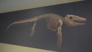Tam 65 milyon yaşında! 'Denizlerin dinozoru' Türkiye'de keşfedildi