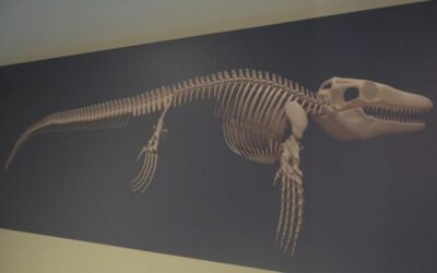 Tam 65 milyon yaşında! 'Denizlerin dinozoru' Türkiye'de keşfedildi