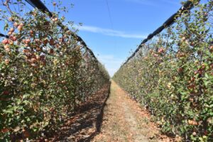 Tarımda ölçek büyüyor: Hedef 100 bin ton üretim