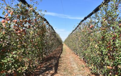 Tarımda ölçek büyüyor: Hedef 100 bin ton üretim