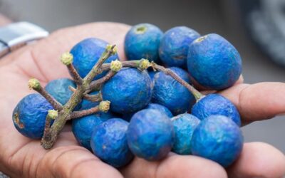 Tescilli süper meyve güzelleştiriyor: Doğal parlama ve gençlik ışıltısı sağlıyor