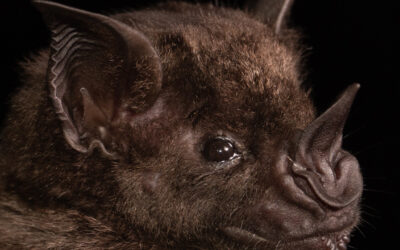 Yeni koronavirüs salgını alarmı: Başrolde yine yarasalar var!