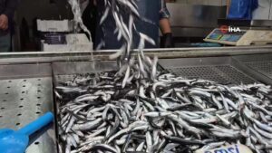 Yaz sıcakları palamudu vurdu, yerini bu sezon hamsi aldı