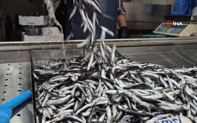 Yaz sıcakları palamudu vurdu, yerini bu sezon hamsi aldı