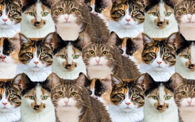 Zeka testi: Çok kedi var! Gizli köpek nerede? 750 kişi denedi, sadece 15'i bulabildi