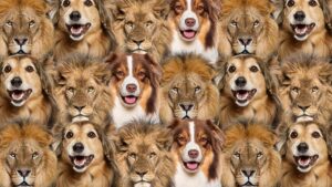 Zeka testi: Hem köpek hem de aslanların içindeki kedi nerede? 500 kişiden 21'i buldu