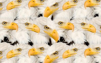 Zeka testi: Kartalların içindeki minik kedi nerede? 475 kişiden 12'si başarılı oldu