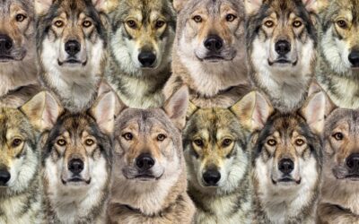 Zeka testi: Kurtların içindeki kediyi 650 kişiden 21'i buldu! Siz 7 saniyede bulabilir misiniz?