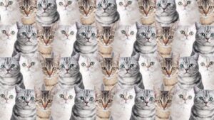 Zeka testi: Onlarca kedinin içindeki aslan nerede? 670 kişi denedi 21'i başarılı oldu