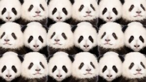 Zeka testi: Pandaların içindeki saklı aslan nerede? 720 kişiden 18'i bulabildi