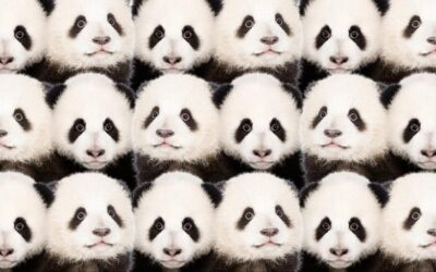 Zeka testi: Pandaların içindeki saklı aslan nerede? 720 kişiden 18'i bulabildi