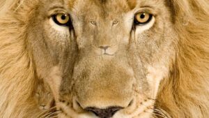 Zeka testi: Resimde 5 aslan var! Galatasaraylılar bile 7 saniyede hepsini bulamıyor