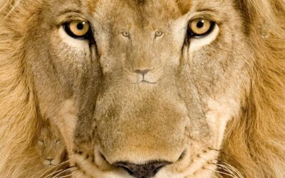 Zeka testi: Resimde 5 aslan var! Galatasaraylılar bile 7 saniyede hepsini bulamıyor