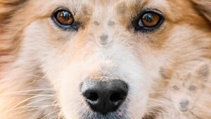 Zeka testi: Resimde 5 köpek var! En zekiler 10 saniyede hepsini buluyor…