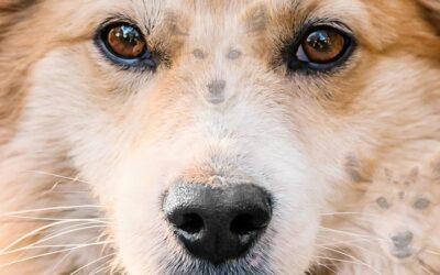 Zeka testi: Resimde 5 köpek var! En zekiler 10 saniyede hepsini buluyor…