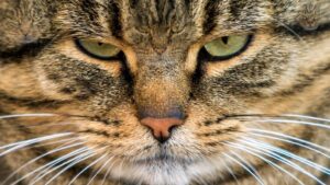 Zeka testi: Sadece en zekiler 7 saniyede 5 kediyi buluyor! 515 kişiden 21'i başarılı oldu