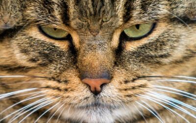 Zeka testi: Sadece en zekiler 7 saniyede 5 kediyi buluyor! 515 kişiden 21'i başarılı oldu