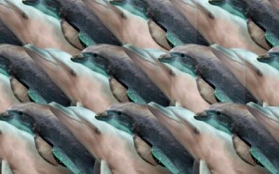 Zeka testi: Yunusların içindeki penguen nerede? 525 kişiden 12'si başarılı oldu